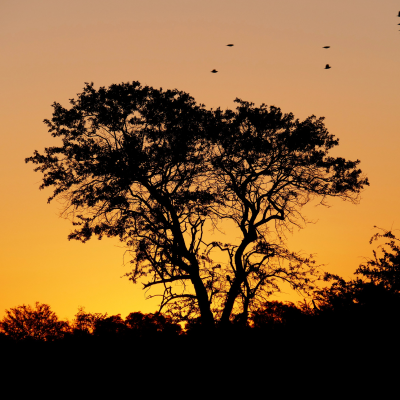 Marula ingredient voor Beauty Secret